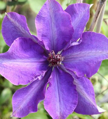 Waldrebe The President 40-60cm - Clematis The President