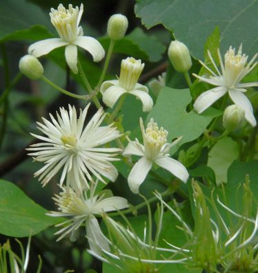 Gemeine Waldrebe Clematis 40-60cm - Clematis vitalba