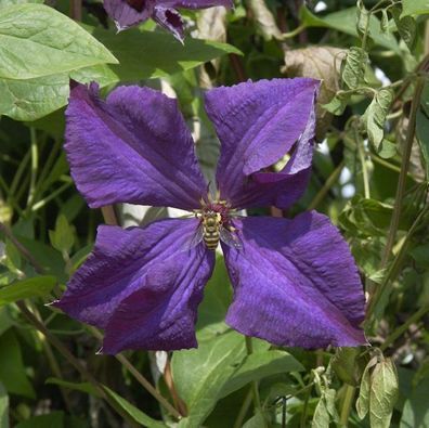 Robuste Waldrebe Polish Spirit 40-60cm - Clematis viticella