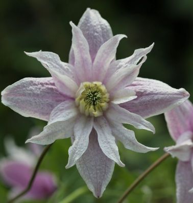 Frühe Alpen Waldrebe Rosy o Grady 40-60cm - Clematis macropetala