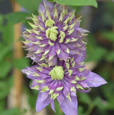 Waldrebe Taiga® 40-60cm - Clematis