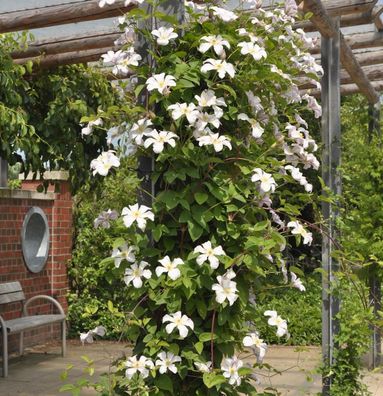 Waldrebe Joe 40-60cm - Clematis