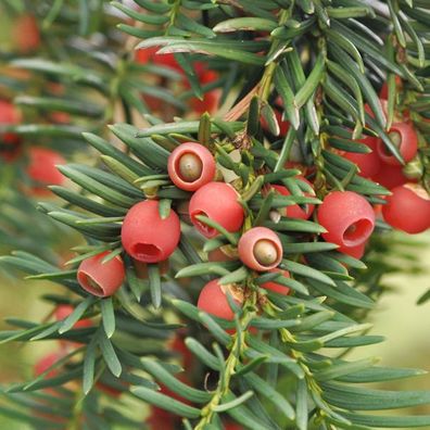 Heimische Eibe Gewöhnliche Eibe 20-30cm - Taxus baccata