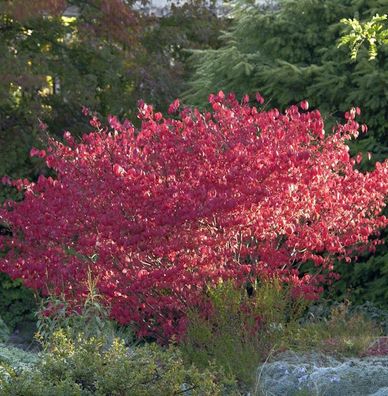 Korkflügelstrauch Compactus 20-30cm - Euonymus alatus