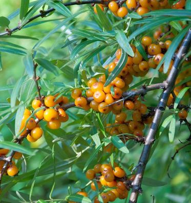 Sanddorn 40-60cm - Hippophae rhamnoides