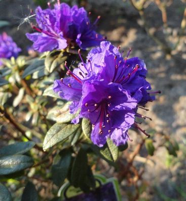 Zwerg Rhododendron La Amistad 20-25cm - Zwerg Alpenrose