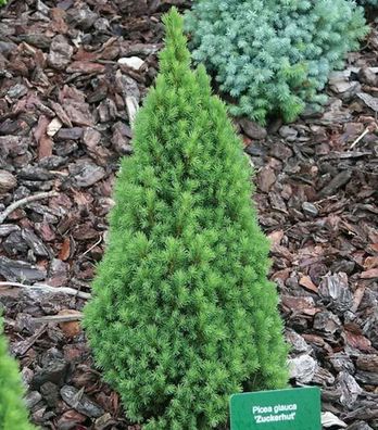 Zwerg Zuckerhutfichte 25-30cm - Picea glauca