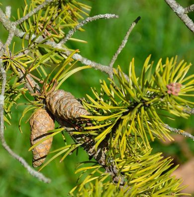 Banks Kiefer 70-80cm - Pinus banksiana