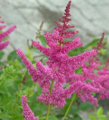 Prachtspiere Rheinland - Astilbe cultorum