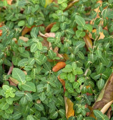 10x Kriechspindel Coloratus 10-15cm - Euonymus fortunei