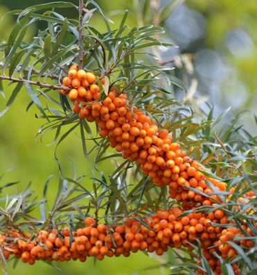 Weiblicher Sanddorn Askola 60-80cm - Hippophae rhamnoides
