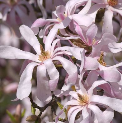 Sternmagnolie Leonard Messel 40-60cm - Magnolia loebneri