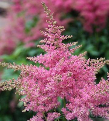 Prachtspiere Veronica Klose - Astilbe chinensis