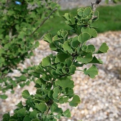 Hochstamm Zwerg Ginkgo Baldi 40-60cm - Ginkgo biloba