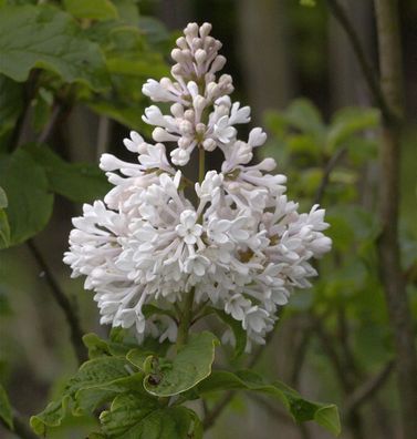 Hochstamm Kanadischer Flieder Agnes Smith 80-100cm - Syringa prestoniae