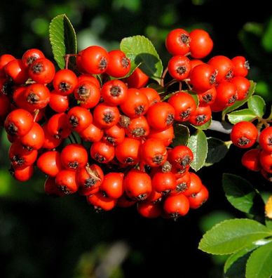 Feuerdorn Red Star 60-80cm - Pyracantha