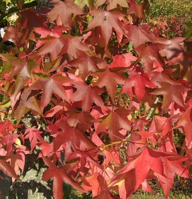 Amerikanischer Amberbaum Oakville Highlight 100-125cm - Liquidambar styraciflua