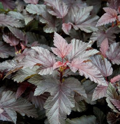 Blasenspiere Lady in Red 125-150cm - Physocarpus opulifolius