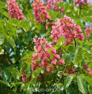 Fleischrote Rosskastanie 80-100cm - Aesculus carnea