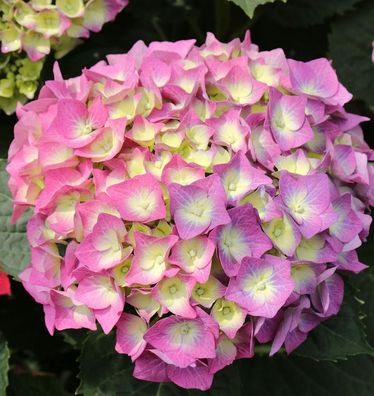 Bauernhortensie Everbloom Blue Wonder® 30-40cm - Hydrangea macrophylla