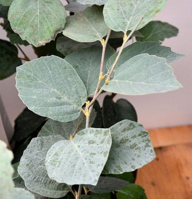 Zwerg Federbuschstrauch Blue Shadow 30-40cm - Fothergilla gardenii