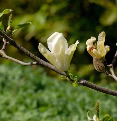 Magnolie Daphne 125-150cm - Magnolia