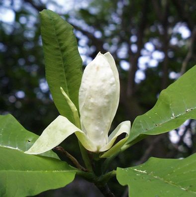 Schirmmagnolie 80-100cm - Magnolia tripetala