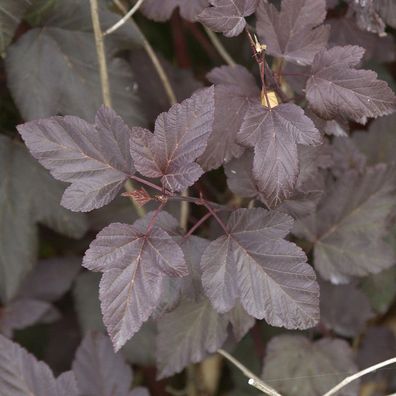 Hochstamm Rotblättrige Blasenspiere 80-100cm - Physocarpus opulifolius