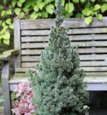 Zwerg Zuckerhut Fichte Sanders Blue 30-40cm - Picea glauca