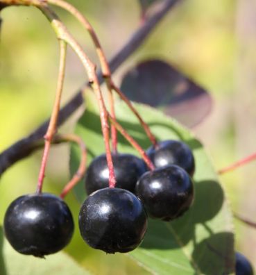 Hochstamm Apfelbeere Aron 80-100cm - Aronia melanocarpa