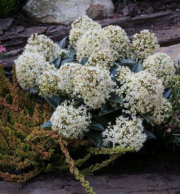 Japanische Skimmie Foremann 30-40cm - Skimmia japonica