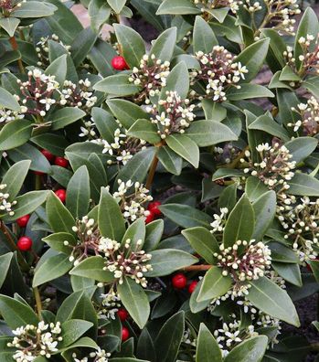 Japanische Skimmie Veitchii 30-40cm - Skimmia japonica