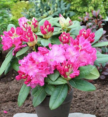 Inkarho - Großblumige Rhododendron Ariane IV 25-30cm - Alpenrose