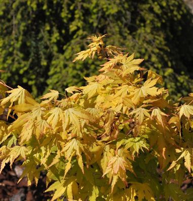 Japanischer Schlitzahorn Anne Irene 100-125cm - Acer palmatum