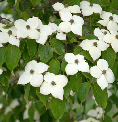 Blumenhartriegel Hyperion 60-80cm - Cornus kousa