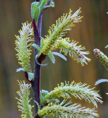 Lavendelweide 20-30cm - Salix rosmarinfolia