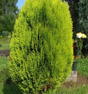 Lebensbaum Totem Smaragd 30-40cm - Thuja occidentalis