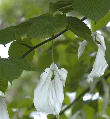 Taubenbaum Taschentuchbaum Somoma 125-150cm - Davidia involucrata