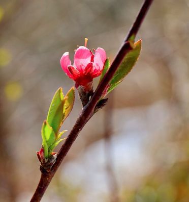 Hochstamm Zierpfirsich Taoflora Red 100-125cm - Prunus persica