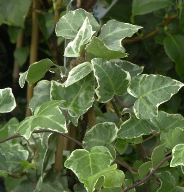 Efeu Glacier 60-80cm - Hedera helix