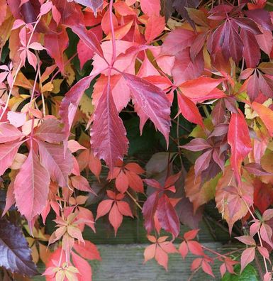 Selbstkletternde Jungfernrebe 100-125cm - Parthenocissus quinquefolia