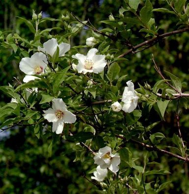 Gartenjasmin Belle Etoile 40-60cm - Philadelphus