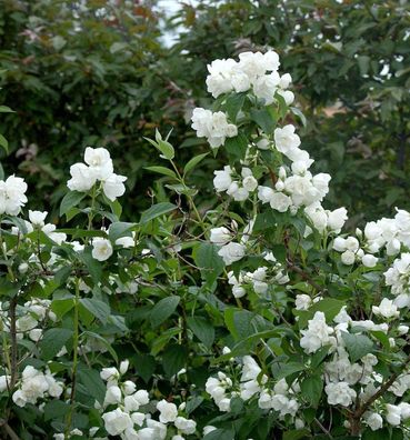 Gefüllter Gartenjasmin Schneesturm 40-60cm - Philadelphus