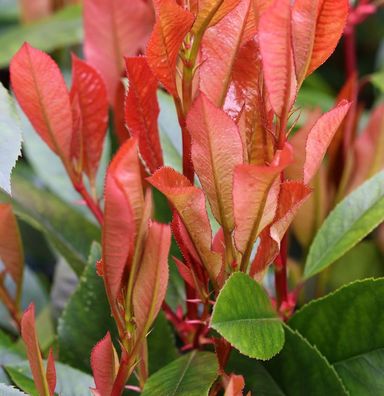 Glanzmispel Red Robin 100-125cm - Photinia fraseri