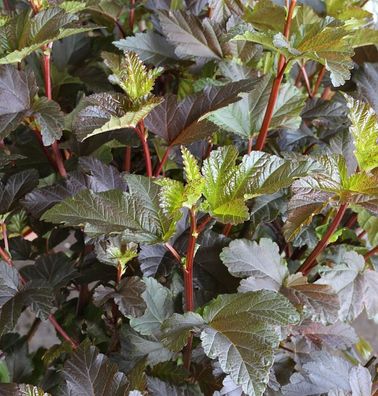 Fasanenspiere Diable d Or 125-150cm - Physocarpus opulifolius