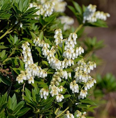 Schattenglöckchen Lavendelheide Prelude 30-40cm - Pieris japonica