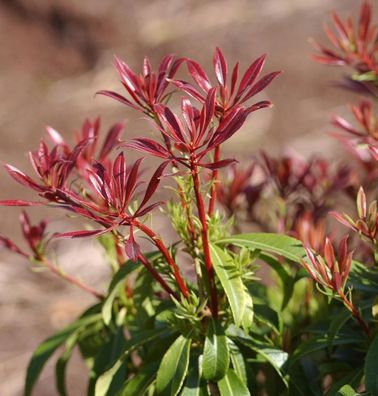 Schattenglöckchen Lavendelheide Red Mill 25-30cm - Pieris japonica