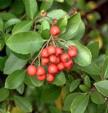 Feuerdorn Bad Zwischenahn 80-100cm - Pyracantha
