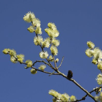Ohrweide 40-60cm - Salix aurita