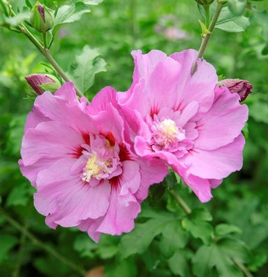 Gartenhibiskus - Strauch Eibisch Pompei 60-80cm - Hibiscus syriacus